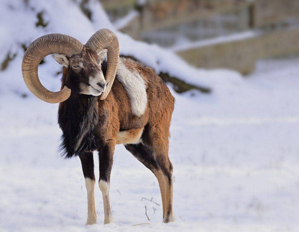 Mouflon (pixabay.com/Jurgen)