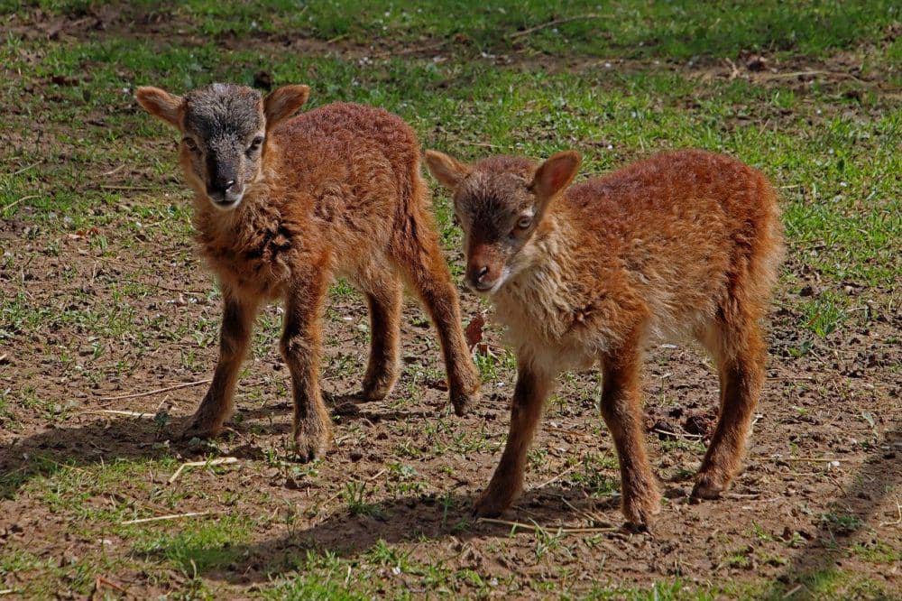 Mouflon (pixabay.com/Georg Schober)