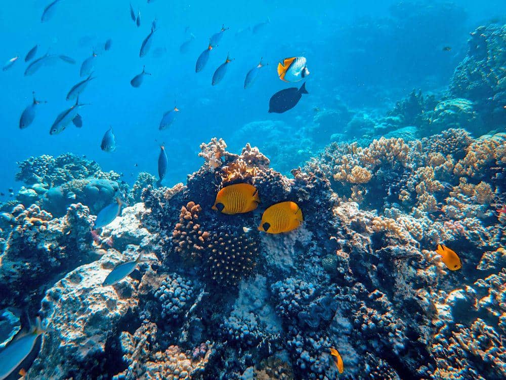 ilustrasi batu karang di dasar laut (pexels.com/Francesco Ungaro)