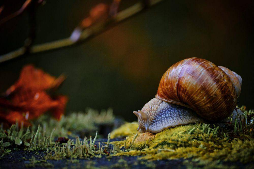 Siput (unsplash.com/Rolf Schmidbauer)