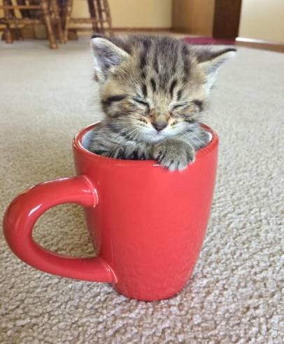 potret anak kucing di dalam cangkir dan gelas (reddit.com/supremegalacticgod)