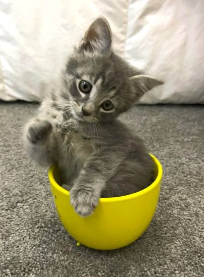 potret anak kucing di dalam cangkir dan gelas (reddit.com//Binkster1988)