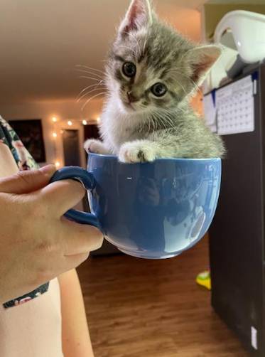 potret anak kucing di dalam cangkir dan gelas (reddit.com/Ill-Contribution-640)