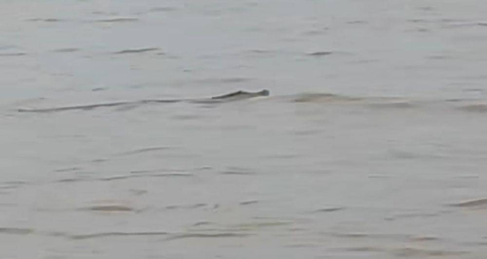 Rekaman video warga kemunculan buaya sepanjang 3 meter di Sungai Musi (Dok: istimewa)