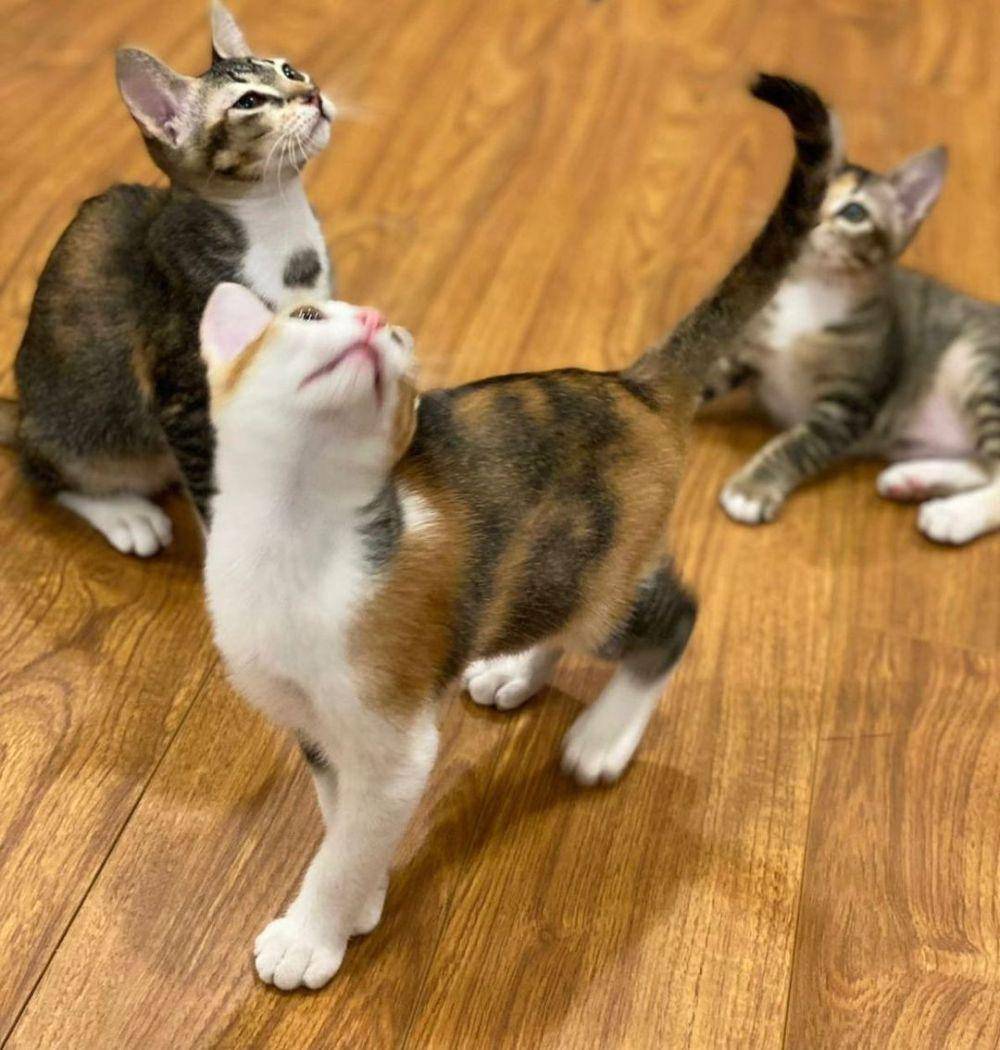 Mika, Miki, dan Miko, tiga teman Bobby Kertanegara (instagram.com/Prabowo)