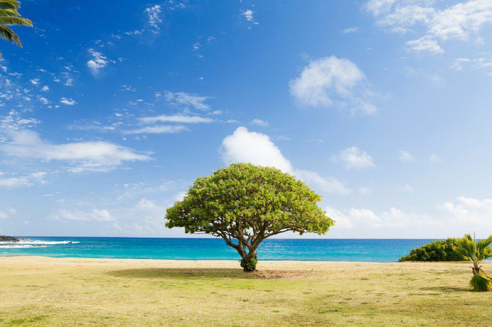 7 Pesan Inspiratif dari Pohon Beringin, Tenang dalam Kebisingan