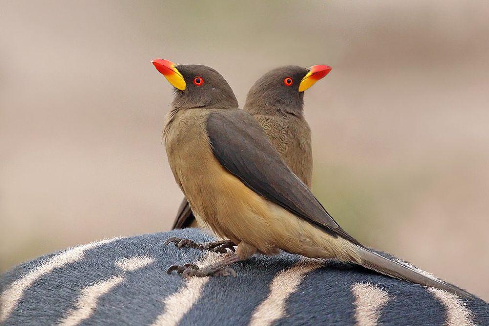 5 Fakta Unik Burung Oxpecker, Selamatkan Badak dari Manusia!