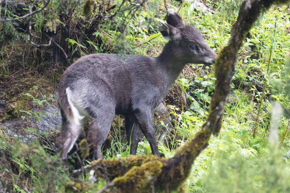 Rusa kesturi alpine (commons.m.wikimedia.org/Wang.QG)