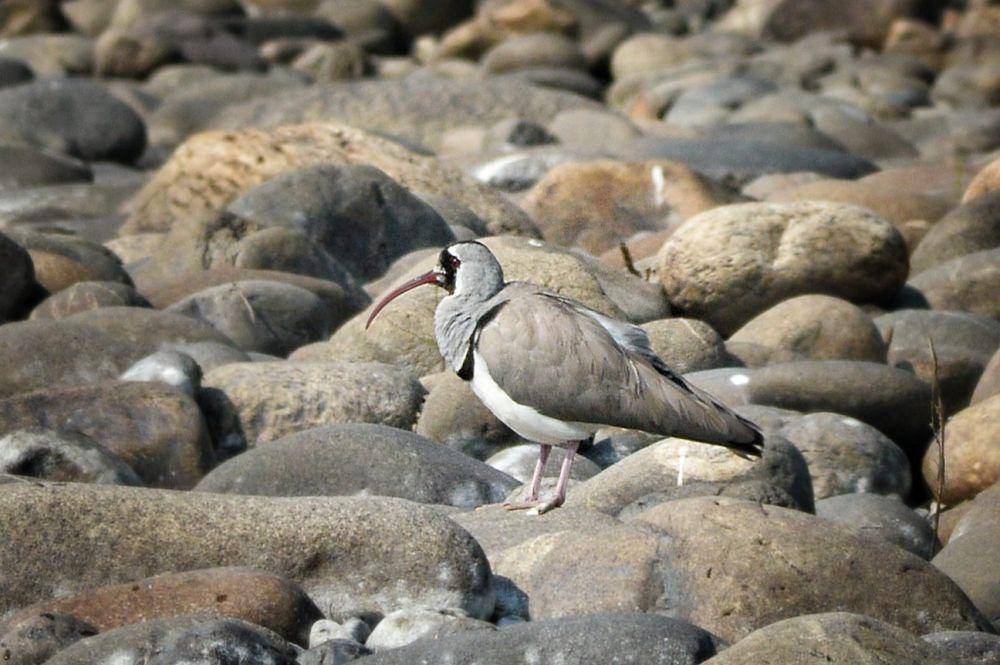 burung ibisbill atau trinil paruh-ibis di bebatuan (commons.wikimedia.org/Debuapriyo)