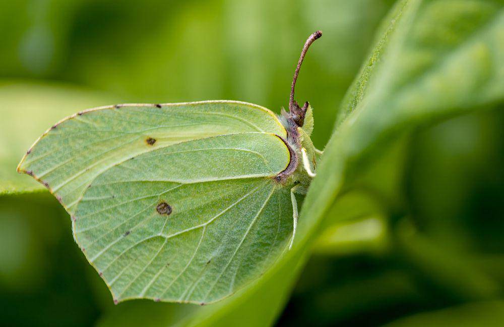 Gonepteryx rhamni (pixabay.com/Myriams-Fotos)