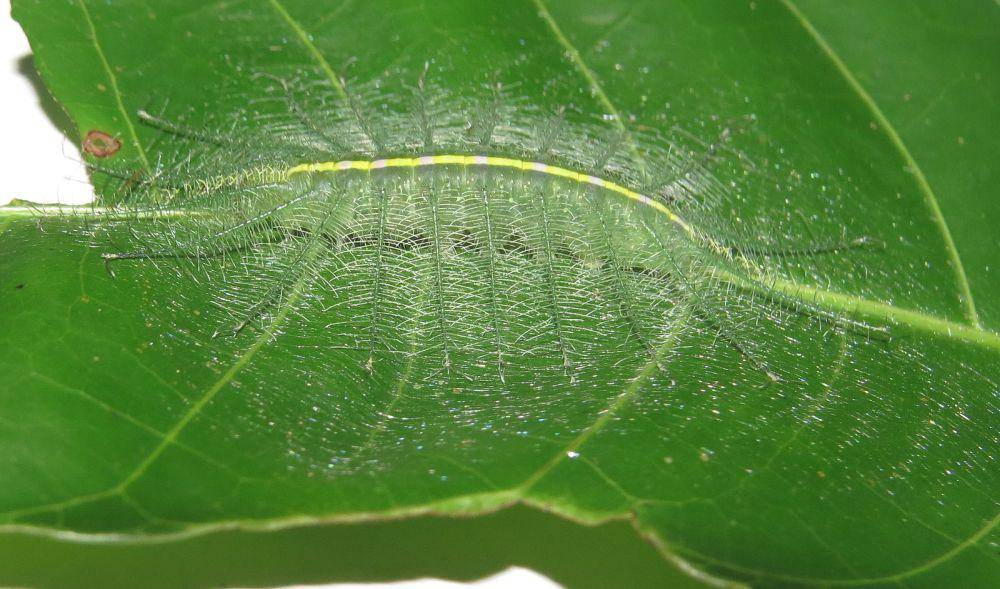 Common Baron caterpillar (commons.m.wikimedia.org/Vinayaraj)