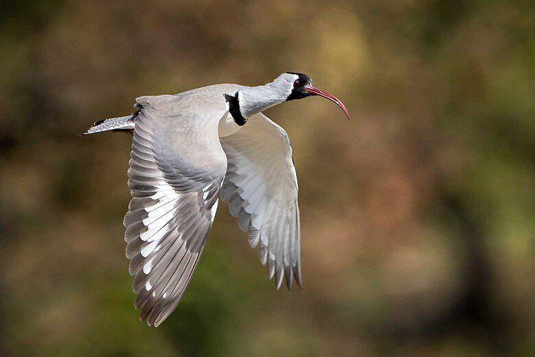 burung ibisbill atau trinil paruh-ibis terbang (commons.wikimedia.org/Sudeep KC)