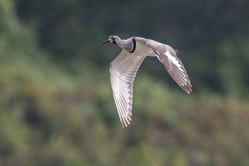 burung ibisbill atau trinil paruh-ibis terbang (commons.wikimedia.org/Mildeep)