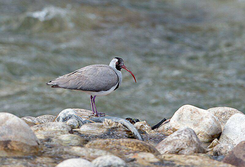 burung ibisbill atau trinil paruh-ibis di bebatuan (commons.wikimedia.org/Koshy Koshy)