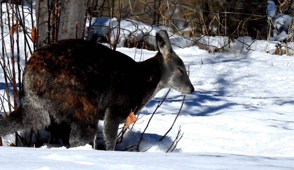 Rusa kesturi himalaya (youtube.com/Inder Flix)