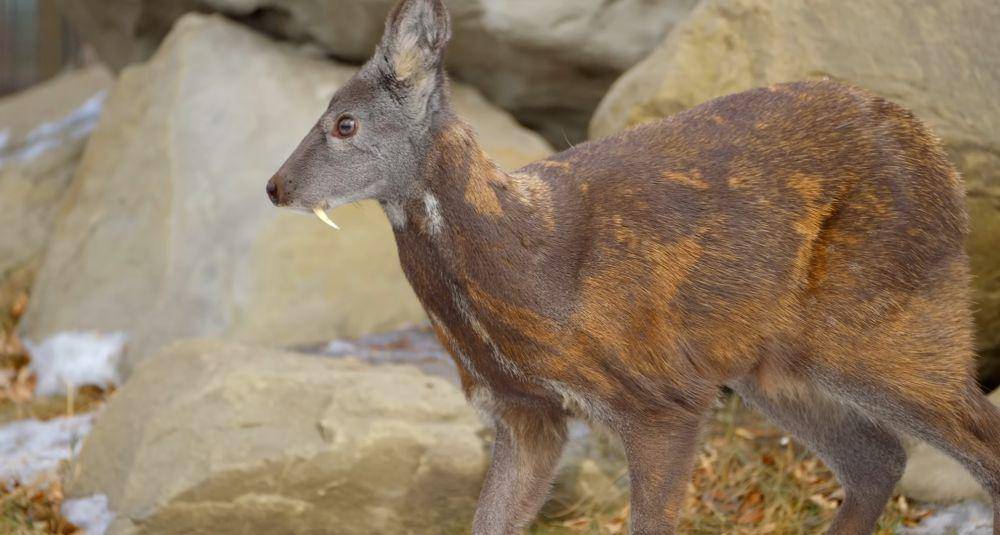 Rusa kesturi siberia (youtube.com/Animalogic)