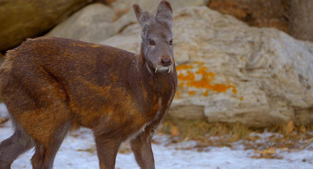 Rusa kesturi siberia (youtube.com/Animalogic)