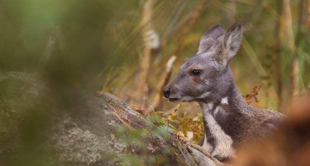 Rusa kesturi siberia (youtube.com/Animalogic)