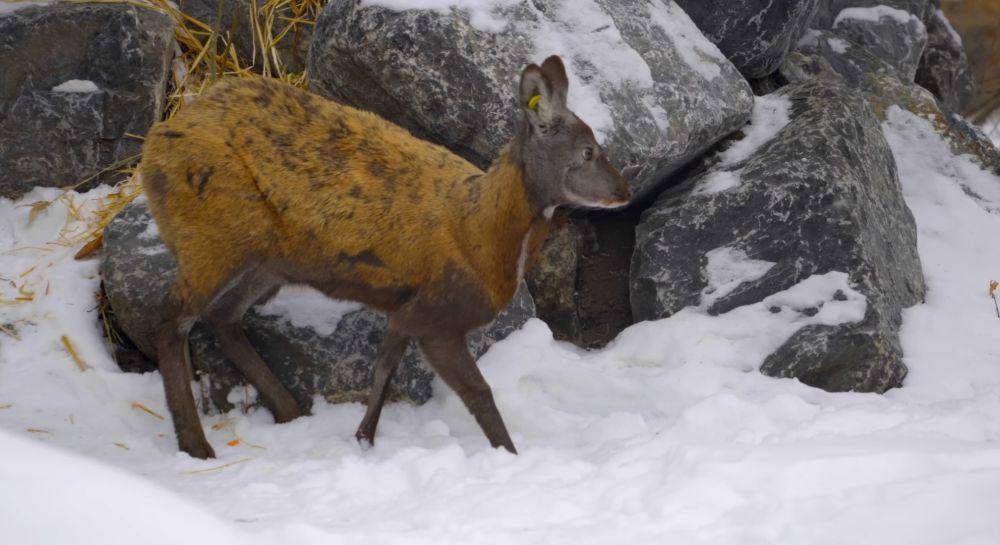 Rusa kesturi siberia (youtube.com/Animalogic)