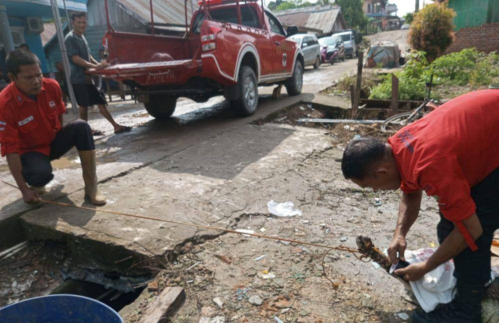 (Tim Manggala Agni Daops Sumatera XV/Muba saat mengevakuasi buaya senyulong yang merupakan peliharaan warga) IDN Times/istimewa