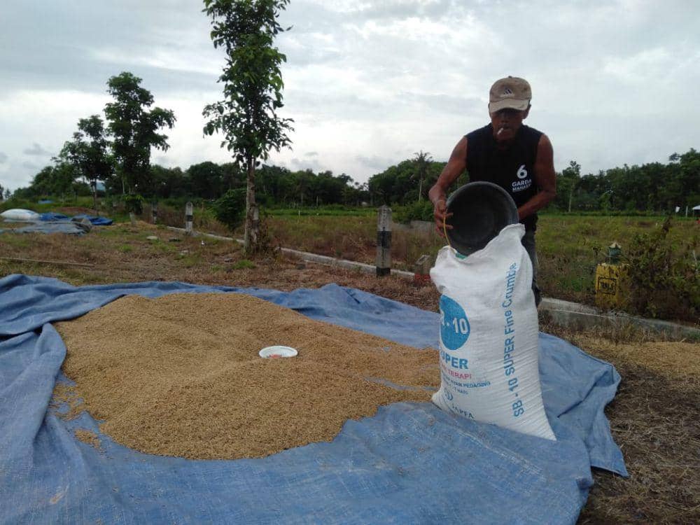 Harga Gabah Kering Panen Rendah, DPR Minta Bulog Serap dari Petani