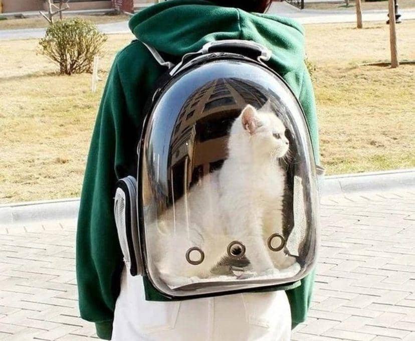 Pet backpack. (Instagram/Bagsteutik)
