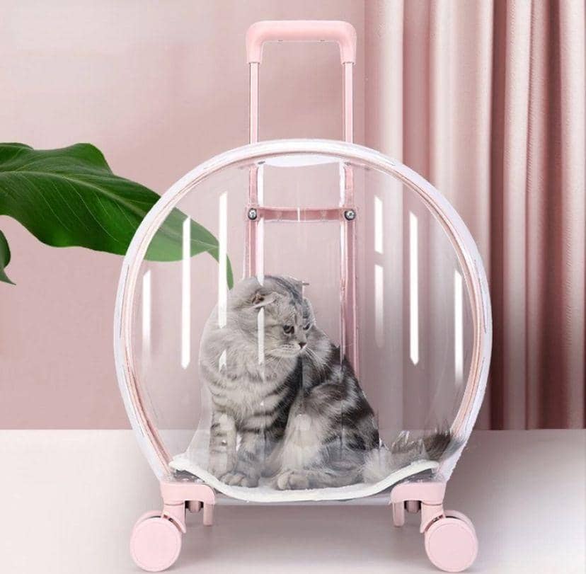 Troli kucing transparan. (Instagram/pawview)