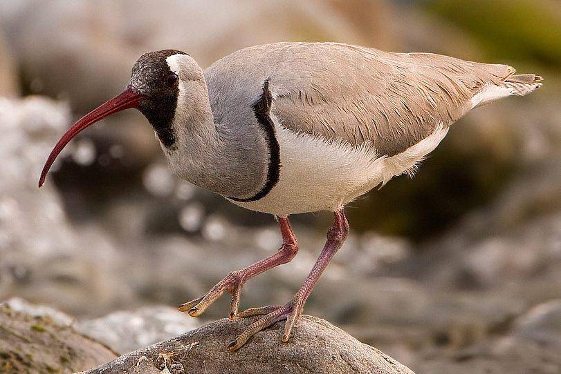 tampak sekujur tubuh burung ibisbill atau trinil paruh-ibis (commons.wikimedia.org/Subramanya C K)