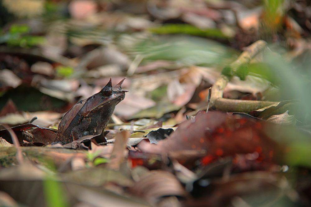 Malayan leaf frog (commons.m.wikimedia.org/Aqil F)