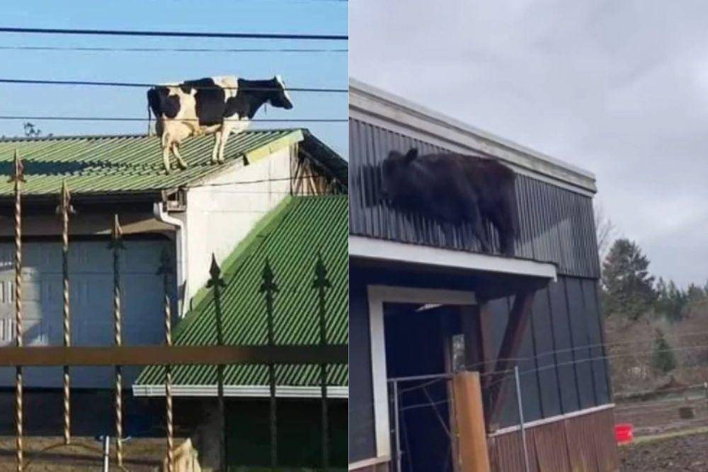 kolase potret sapi berada di lokasi random (reddit.com/Teutonic_Farms I reddit.com/deleted)