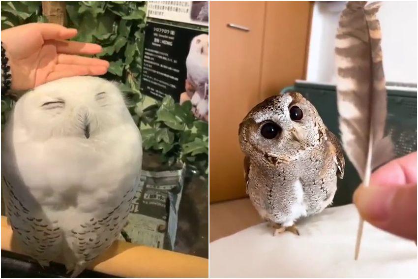 9 Potret Tingkah Gemas Seekor Burung Hantu, kok Lucu?