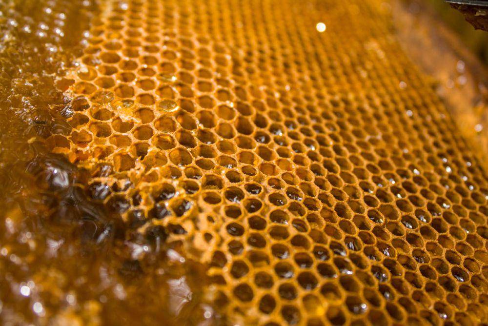 ilustrasi honeycomb (pexels.com/Saul Cob)