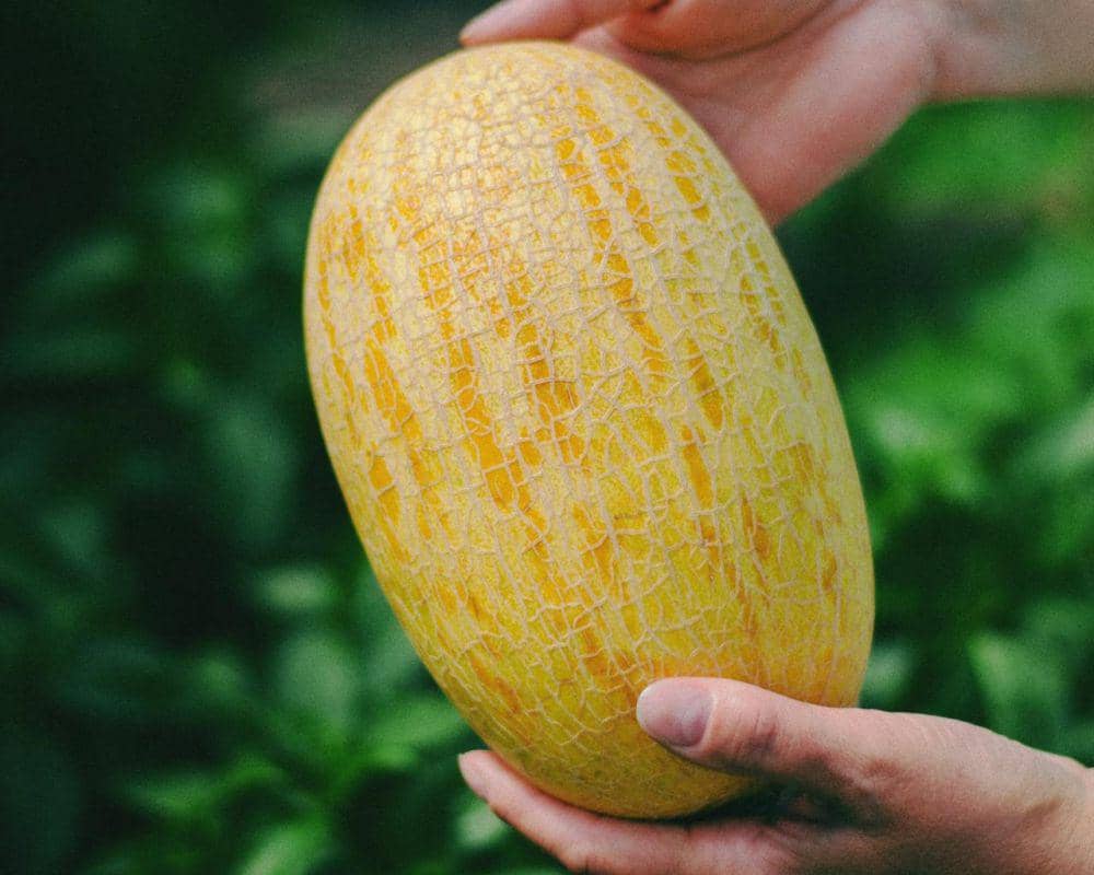 ilustrasi timun suri (pexels.com/Tamara Elnova)