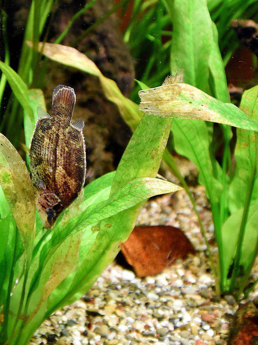 Amazon Leaffish (commons.m.wikimedia.org/NasserHalaweh)