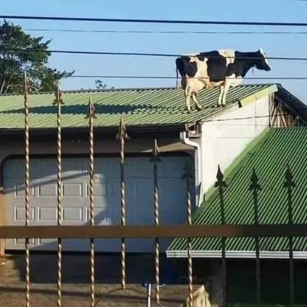 potret sapi berada di lokasi random (reddit.com/Teutonic_Farms)