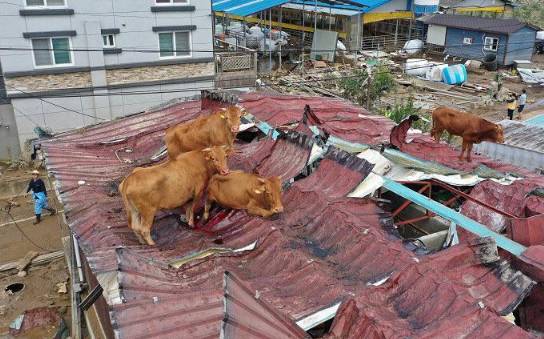 potret sapi berada di lokasi random (reddit.com/l0l1t4s)