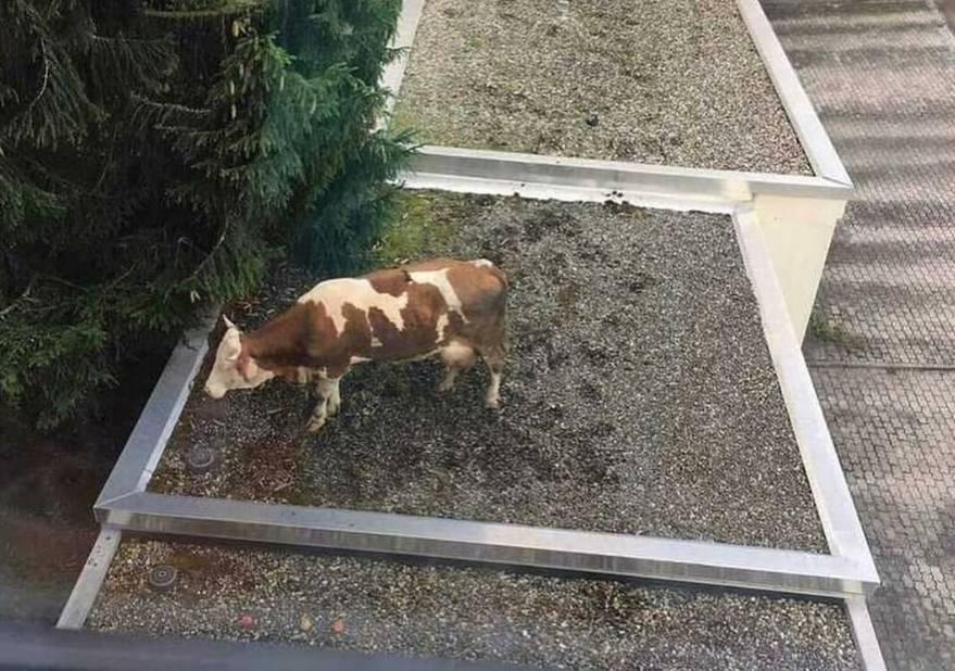 potret sapi berada di lokasi random (instagram.com/disturbingzone)