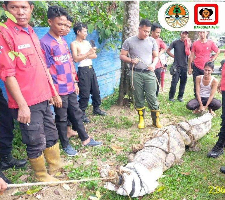 (Tim Manggala Agni Daops Sumatera XV/Muba saat mengevakuasi buaya senyulong yang merupakan peliharaan warga) IDN Times/istimewa