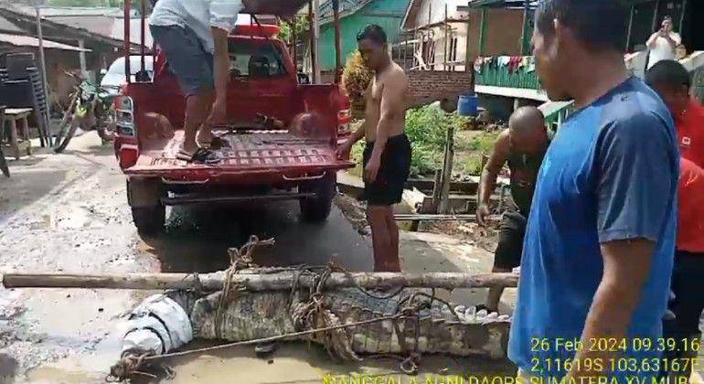 (Tim Manggala Agni Daops Sumatera XV/Muba saat mengevakuasi buaya senyulong yang merupakan peliharaan warga) IDN Times/istimewa