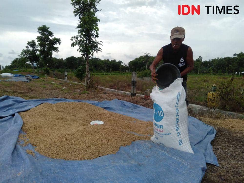 Petani sedang menjemur padi hasil panenan.(IDN Times/Daruwaskita)