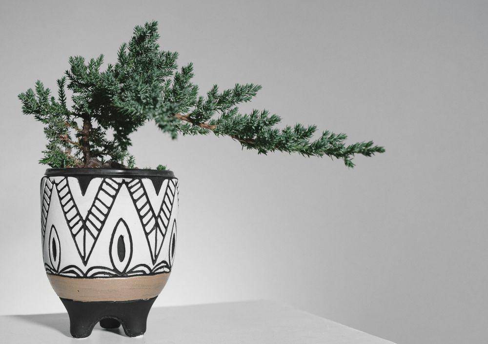 ilustrasi bonsai (unsplash.com/Scott Webb)
