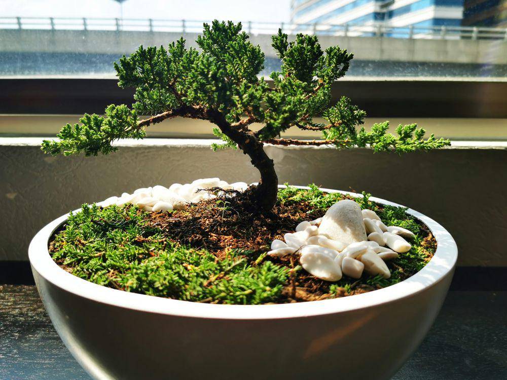 ilustrasi bonsai (unsplash.com/Marco Murakami)