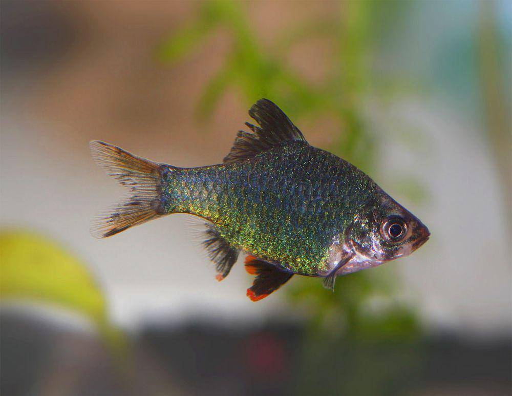 green tiger barb, salah satu varian warna hijau yang dimiliki oleh ikan tiger barb (commons.wikimedia.org/Debivort)