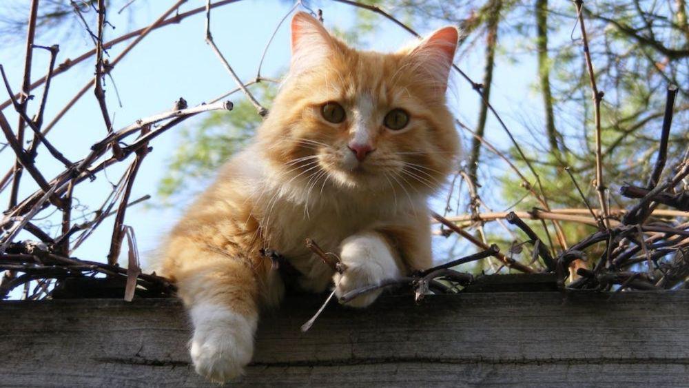 [QUIZ] Jika Reinkarnasi Nyata, Kamu Akan Jadi Ras Kucing Apa?