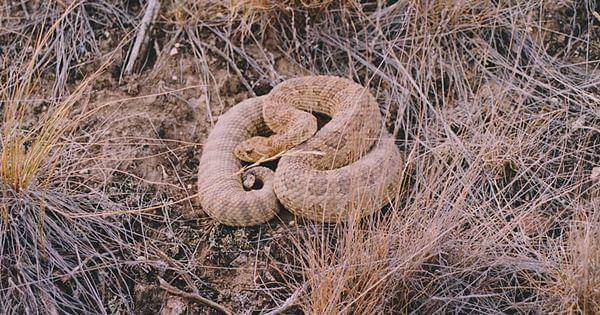 Prairie rattlesnake (commons.wikimedia.org/Kevin Judge)