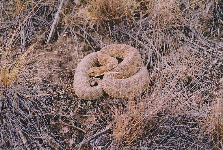 Prairie rattlesnake (commons.wikimedia.org/Kevin Judge)