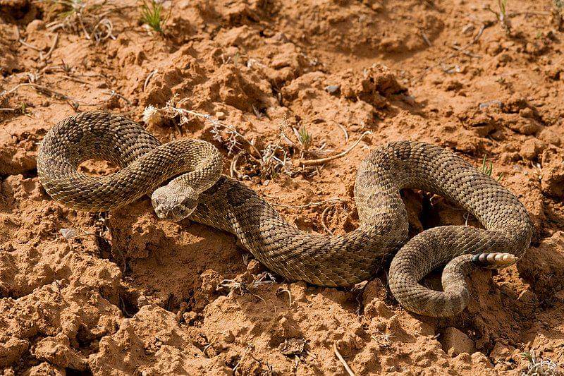 Paypoq kiygan yosh ayollarning yakkaxon porno videolari