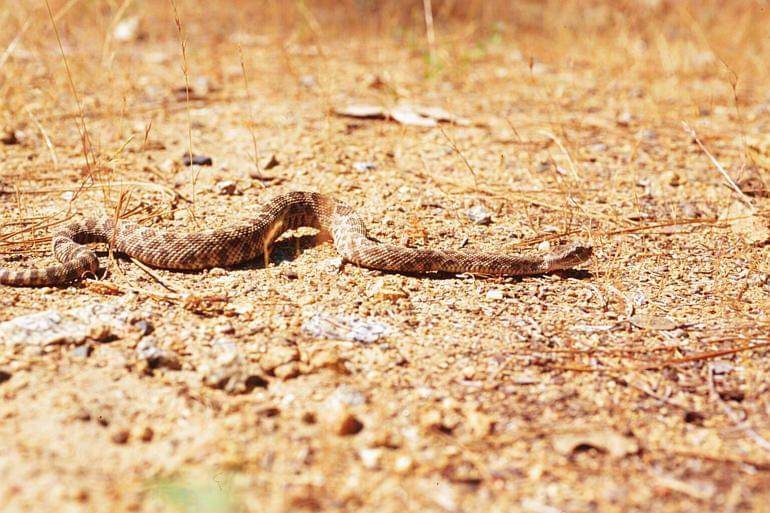 Prairie rattlesnake (commons.wikimedia.org/Pierre Fidenci)