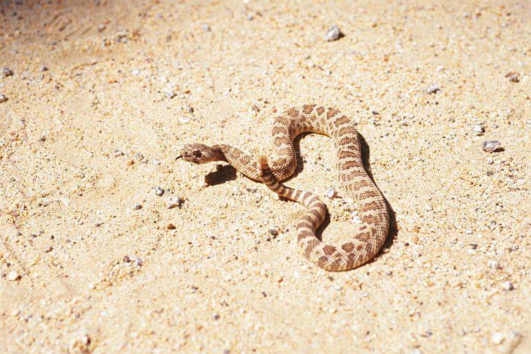 Prairie rattlesnake (commons.wikimedia.org/Pierre Fidenci)