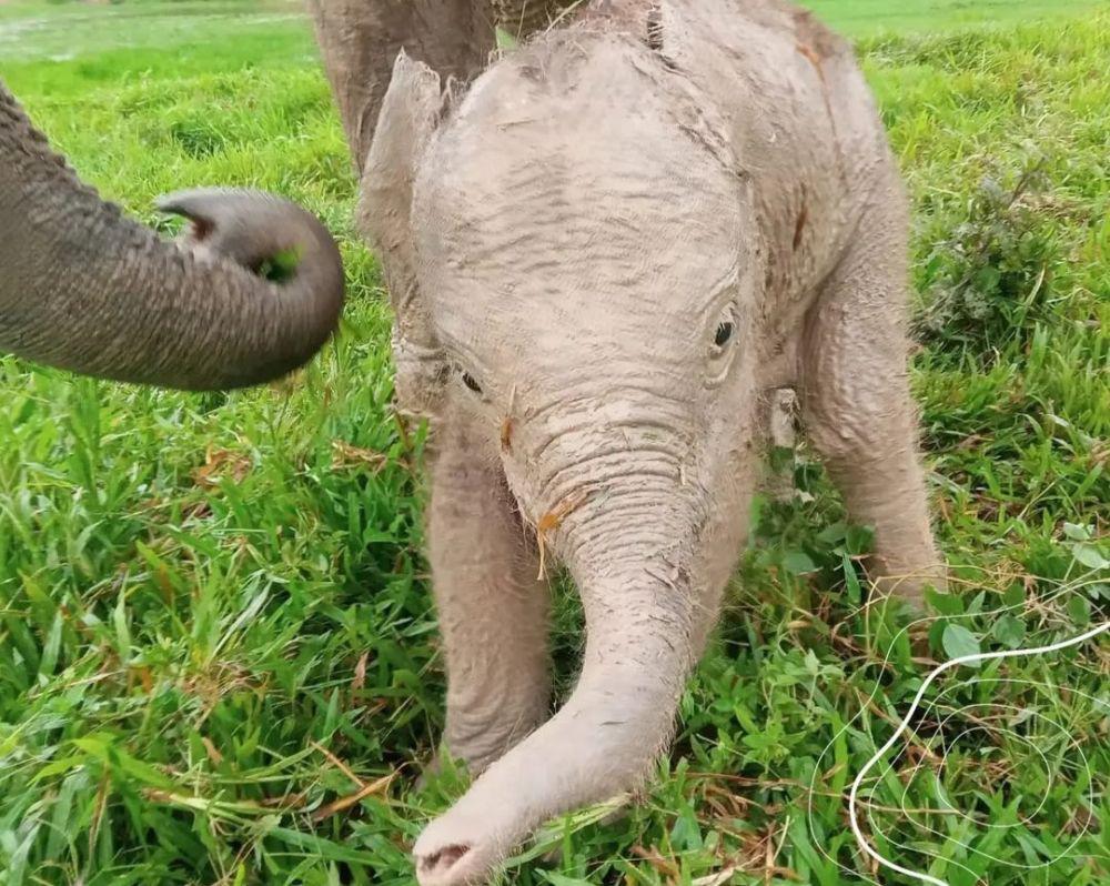 Bayi Gajah Sumatera Seberat 69 Kg Lahir di Taman Nasional Way Kambas